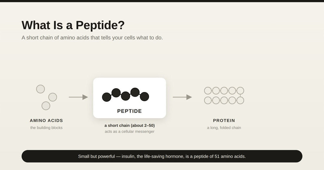 Diagram: amino acids link into a peptide - a short chain that acts as a cellular messenger - which builds into a protein.